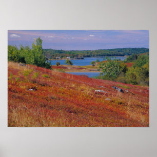 NA, USA, Maine. Blaubeerheiden. Poster