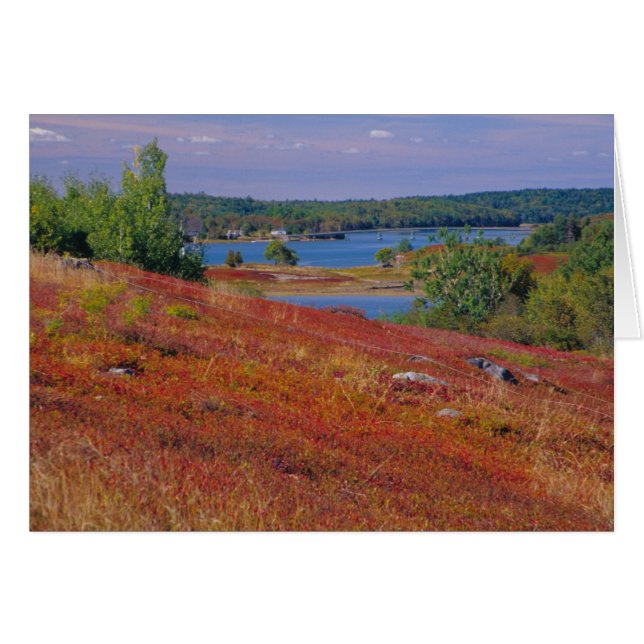 NA, USA, Maine. Blueberry Barrens. (Vorderseite (Horizontal))