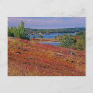 NA, USA, Maine. Blueberry Barrens. Postkarte