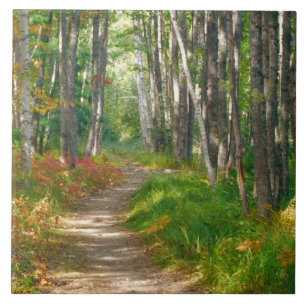 NA, USA, Maine. Jessup-Pfad in Acadia-National Fliese