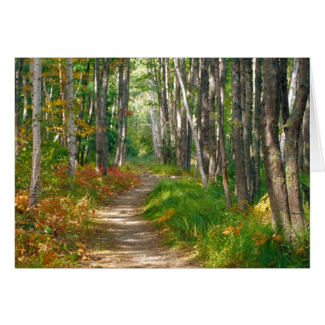 NA, USA, Maine. Jessup trail in Acadia National (Vorderseite (Horizontal))