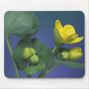 NA, USA, Michigan, Rochester Hills. Sumpf Mousepad