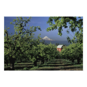 NA, USA, Oregon, bei Hood River Mt. Hood mit Fotodruck
