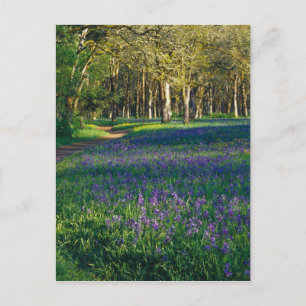NA, USA, Oregon, Salem. Feld mit Camas und 3 Postkarte