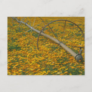 NA, USA, Oregon. Watering system in field of Postkarte