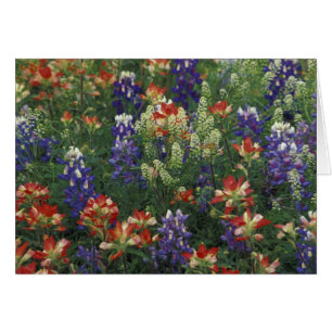 NA, USA, Texas, bei Marble Falls, Paint brush