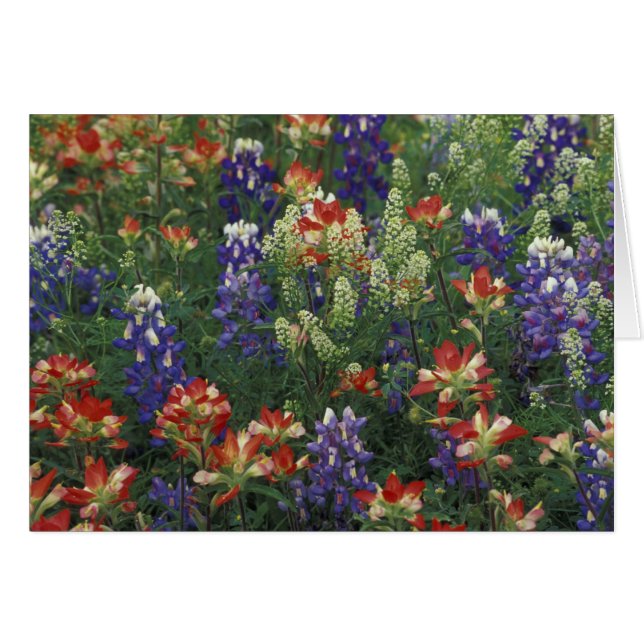 NA, USA, Texas, bei Marble Falls, Paint brush, (Vorderseite (Horizontal))