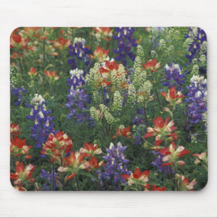 NA, USA, Texas, bei Marble Falls, Paint brush, Mousepad