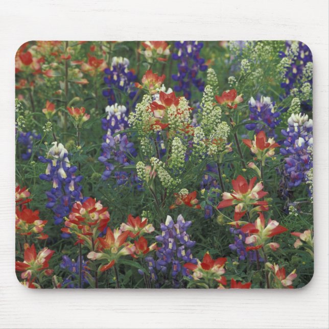 NA, USA, Texas, bei Marble Falls, Paint brush, Mousepad (Vorne)