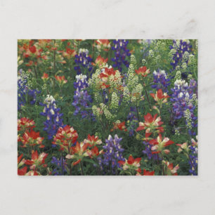 NA, USA, Texas, bei Marble Falls, Paint brush Postkarte