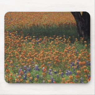 NA, USA, Texas, Hill Country, Paint brush und Mousepad