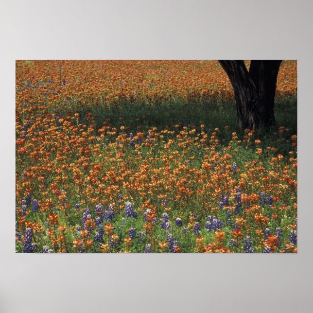 NA, USA, Texas, Hill Country, Paint brush und Poster (Vorne)