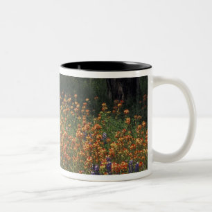 NA, USA, Texas, Hill Country, Paint brush und Zweifarbige Tasse