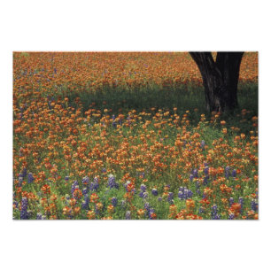 NA, USA, Texas, Hill Country, Pinsel und Fotodruck