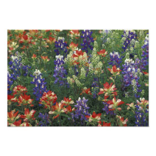 NA, USA, Texas, near Marble Falls, Paint brush, Fotodruck