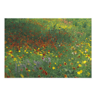 NA, USA, Texas, östlich von Devine, Coreopis und Fotodruck