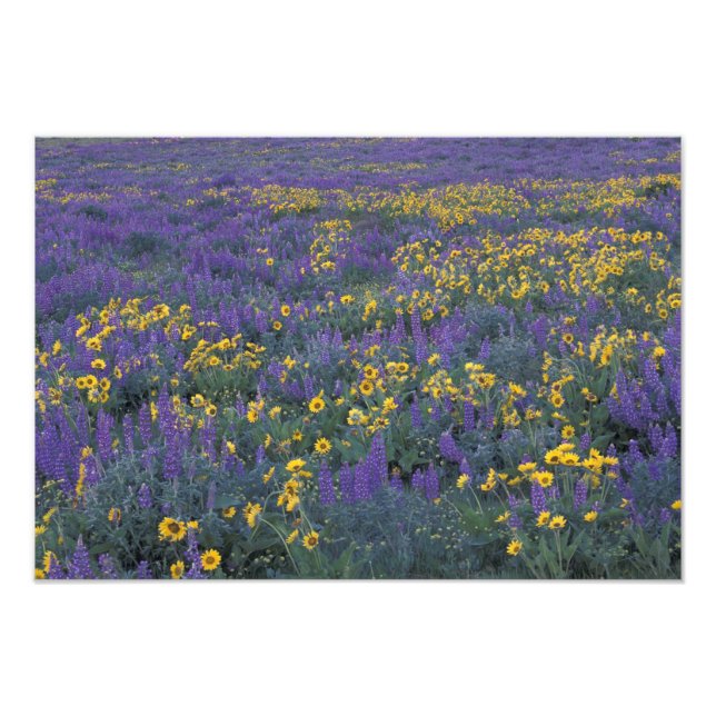 NA, USA, Washington Dalles, Lupine und Fotodruck (Vorne)