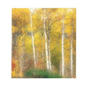NA, USA, Washington, Fall Aspen Trees entlang Notizblock