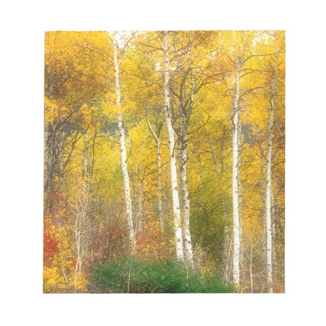NA, USA, Washington, Fall Aspen Trees entlang Notizblock (Vorderseite)