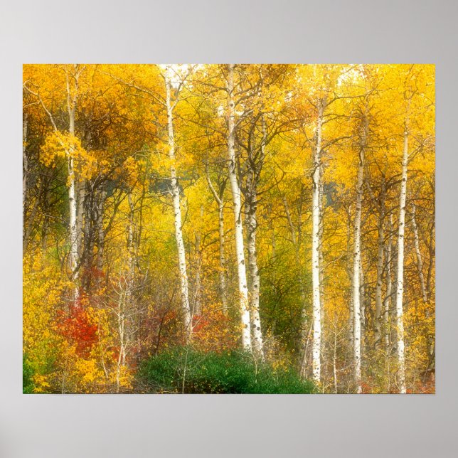 NA, USA, Washington, Fall Aspen Trees entlang Poster (Vorne)