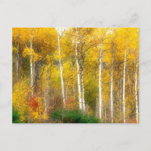 NA, USA, Washington, Fall Aspen Trees entlang Postkarte