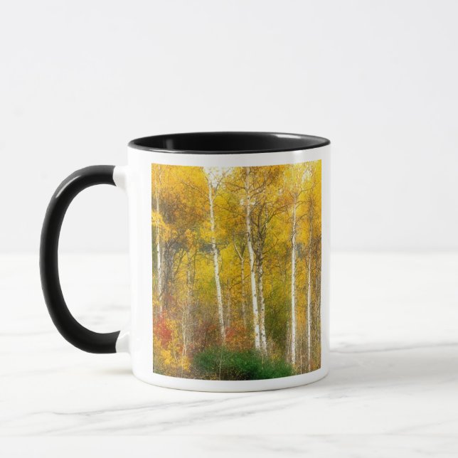 NA, USA, Washington, Fall Aspen Trees entlang Tasse (Links)