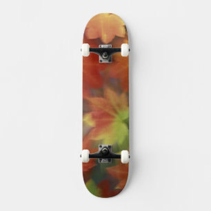 NA, USA, Washington, Issaquah, Wein-Ahorn Skateboard