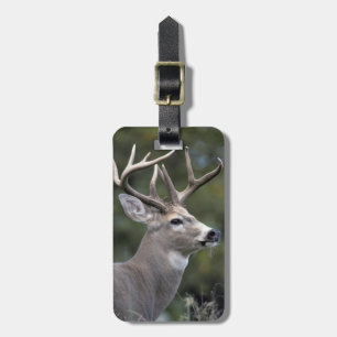 NA, USA, Washington Staat, Weißschwanzhirsche, Gepäckanhänger