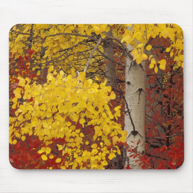 NA, USA, Washington, Wenatchee National Forest. Mousepad (Vorne)