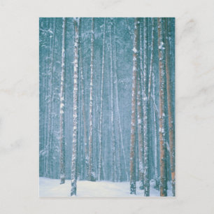 NA, USA, WY. Schneewinterszene Postkarte