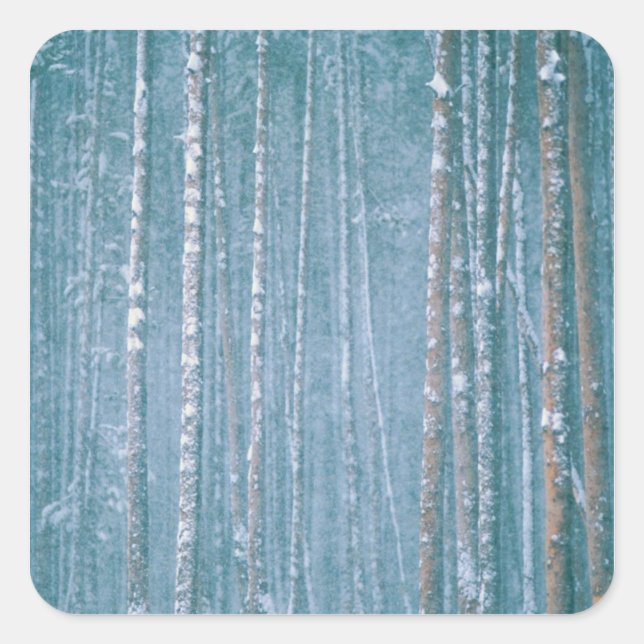 NA, USA, WY Schneewinterszene Quadratischer Aufkleber (Vorderseite)