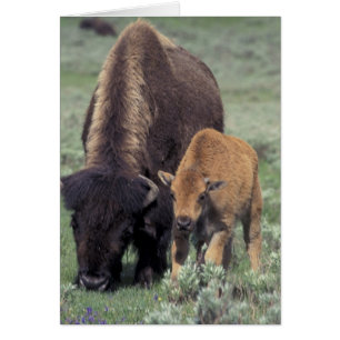 NA, USA, Wyoming, Yellowstone-Nationalpark.