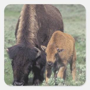 NA, USA, Wyoming, Yellowstone-Nationalpark. Quadratischer Aufkleber
