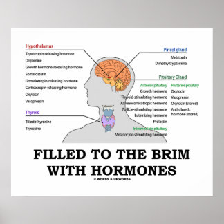 Nach Brille gefüllt mit Hormonen endokriner Spaß Poster