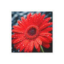 Nach dem Regen Gerbera Daisy Realismus Malerei
