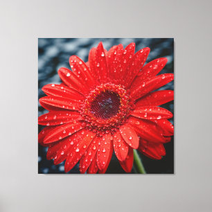 Nach dem Regen Gerbera Daisy Realismus Malerei Leinwanddruck