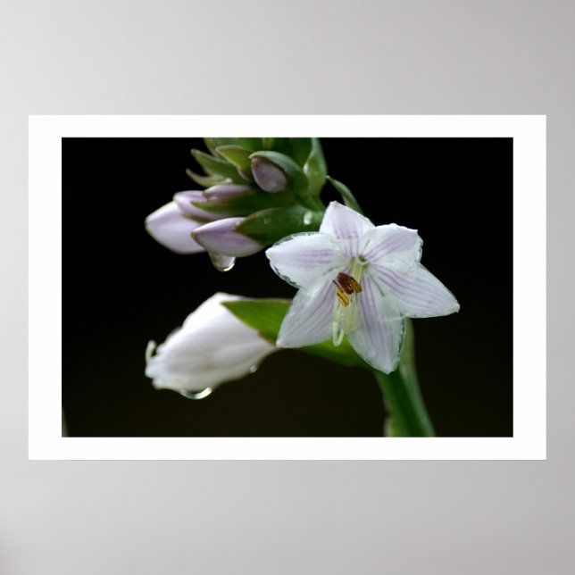 Nach dem Regen Poster (Vorne)