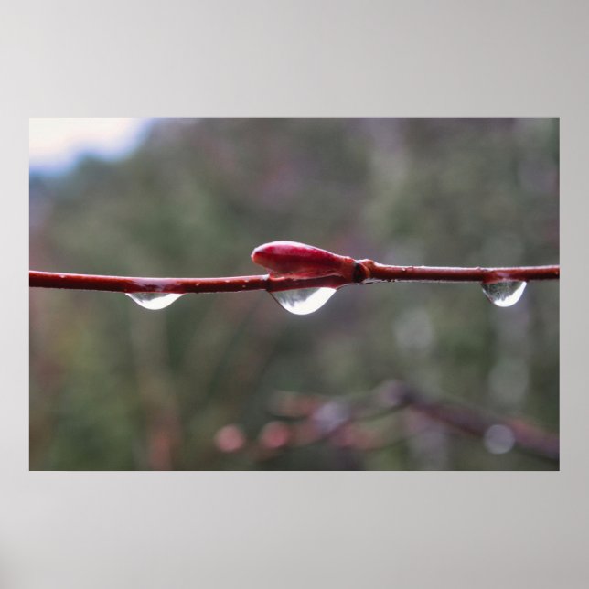 Nach dem Regen Poster (Vorne)