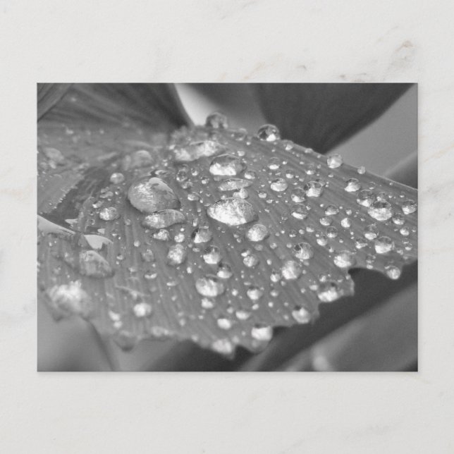 Nach dem Regen Postkarte (Vorderseite)