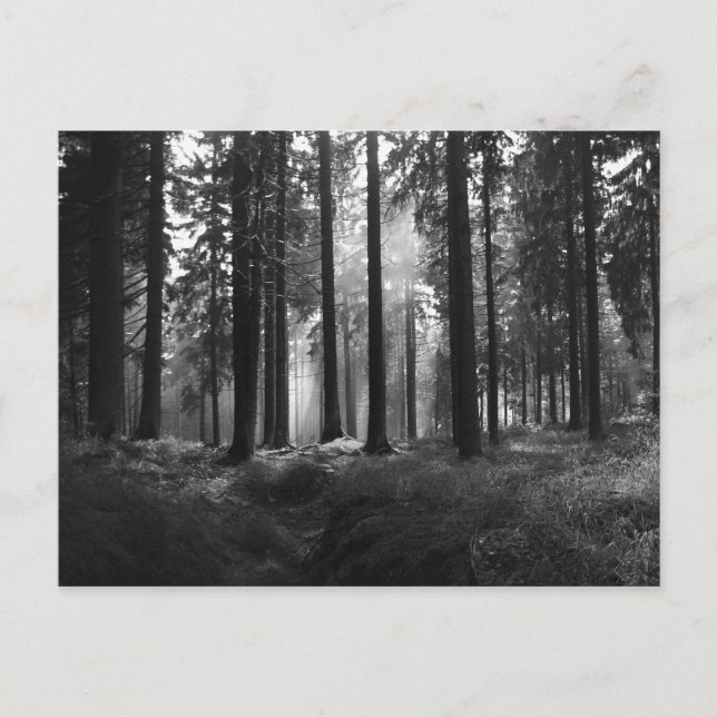 Nach dem Regen Postkarte (Vorderseite)