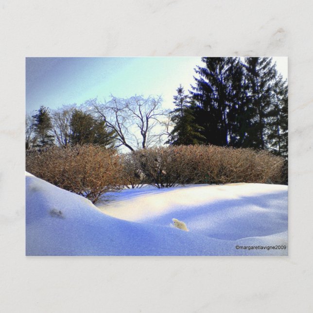 Nach einem Eissturm Postkarte (Vorderseite)
