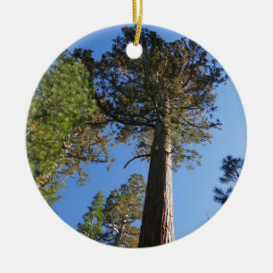 Nach oben schauen im Mariposa Grove Keramik Ornament