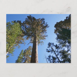 Nach oben schauen im Mariposa Grove Postkarte