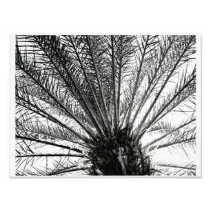 Nach oben // Schwarz-weiße Florida-Palme Fotodruck