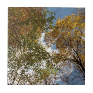 Nach oben zu Herbstblättern II Herbst Natur Fliese