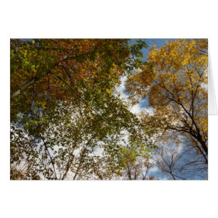 Nach oben zu Herbstlaub II Herbst Natur