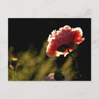 Nachbargarten Postkarte