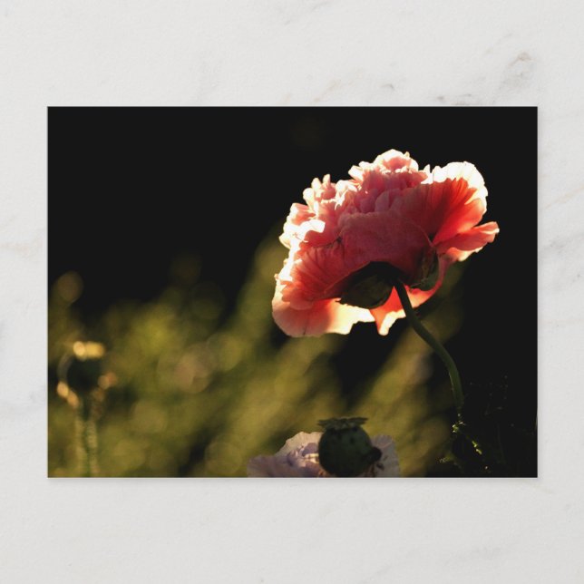 Nachbargarten Postkarte (Vorderseite)