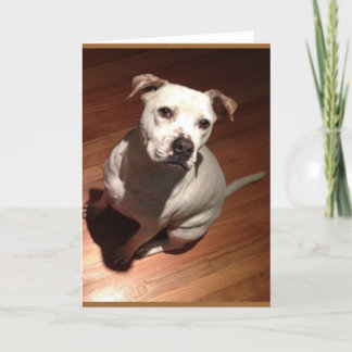 Nachdenkliche Pitbull Karte