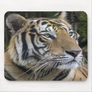 Nachdenklicher Tiger herauf nahes Mousepad